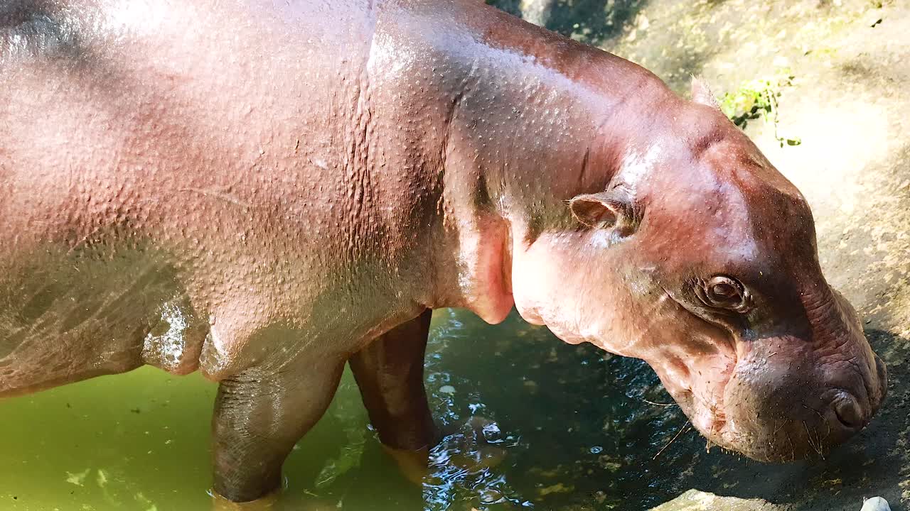 Pygmy hippo walking near water in Chonburi, Thailand