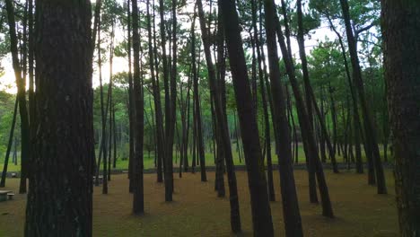 empty nature park with towering trees in galicia, spain