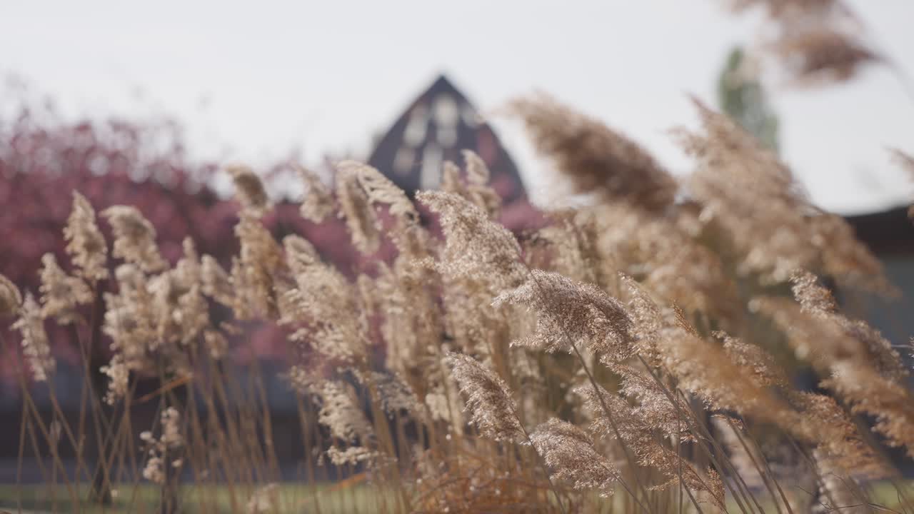 Wide view of Slow motion spikes dance in the wind during sunset