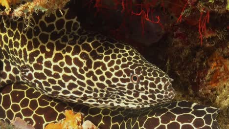 honeycomb moray eel close up on coral reef