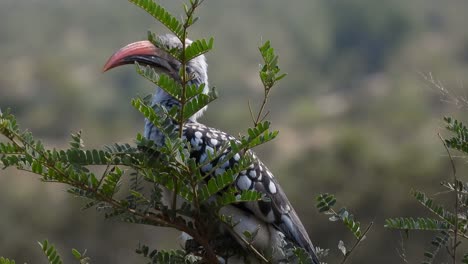 northern red-billed hornbill with a beautifully colored beak observes the landscape from a tree branch