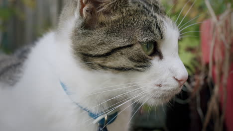 primer plano de un gato al aire libre, con características detalladas en un entorno natural