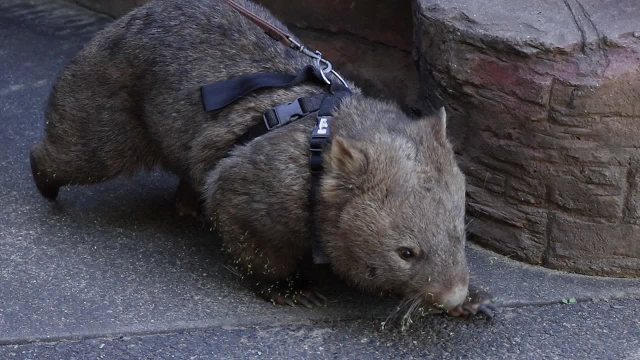 En wombat i sele utforsker bakken nær en steinvegg mens den blir gått tur med