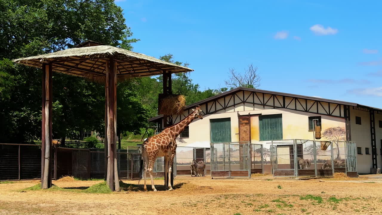 Giraffe at sunny zoo shelter. A giraffe stands beside a shelter in a zoo, surrounded by its habitat and enjoying a warm, sunny day