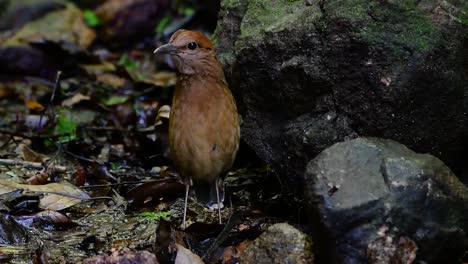 皮塔 (pitta)  (rusty-necked pitta) 是一種自信的雀鳥,在高海拔的山林中生長,在泰國有很多地方可以找到這隻雀鳥