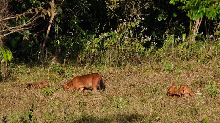 Un branco visto insieme fuori dalla foresta mentre socializzano rafforzando i loro legami, Dhole Cuon alpinus, Thailandia