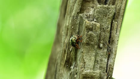 Calligrapha-Floridana,-Bunter-Blattkäfer,-Der-Auf-Einem-Stück-Holz-Im-Wald-Von-Zentralflorida-Sitzt,-4k