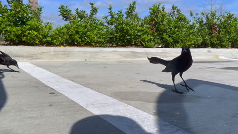 Black-crows-walking-and-eating-food-crumbs-in-gas-station-parking-lot,-close-up