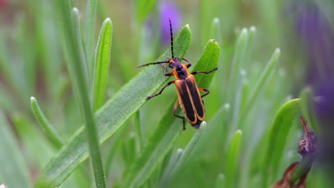 A-firefly-rests-on-a-plant-during-the-daytime