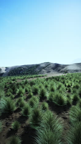 a grassy field in a dry, desert-like landscape