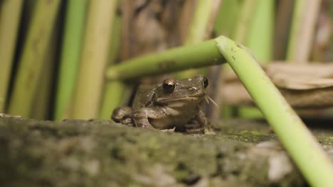 Frog-eating-bugs