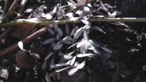 Nahaufnahme-Einer-Frisch-Geschlüpften-Gruppe-Fliegender-Termiten-Auf-Dem-Waldboden