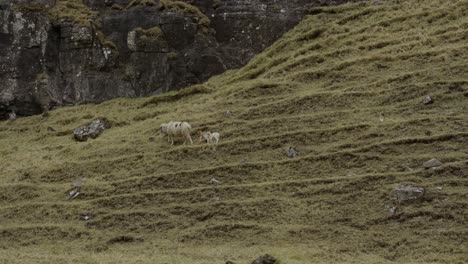 amplia cámara lenta de ovejas feroesas y corderos caminando sobre una ladera