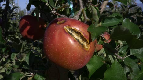 Close-up-of-a-damaged-Japanese-red-apple,-shinano-sweet,-on-a-tree-in-Nagano-Japan