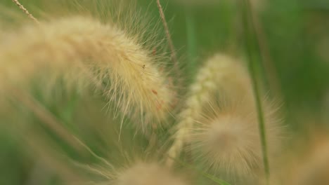 4k yellow grass in the morning