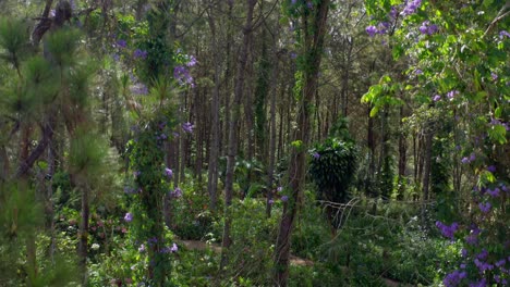 Lush-woods-of-purple-flowers-and-plants,-San-Jose-de-Ocoa-in-Dominican-Republic