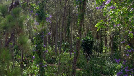 exuberantes bosques de flores y plantas moradas, san jose de ocoa en republica dominicana