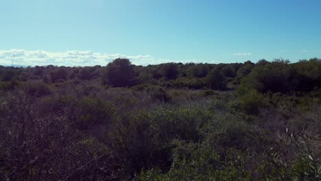 4k low-altitude drone flight over mediterranean field with green pine forest in albufera national park, valencia, spain