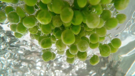 green peas in water