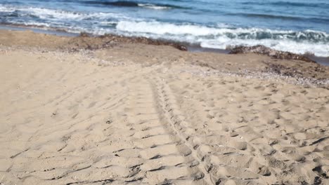 marked sea turtle nests and trackings of them on the akamas peninsula.