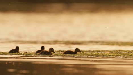 slomo of baby ducks searching for food by water surface at golden hour