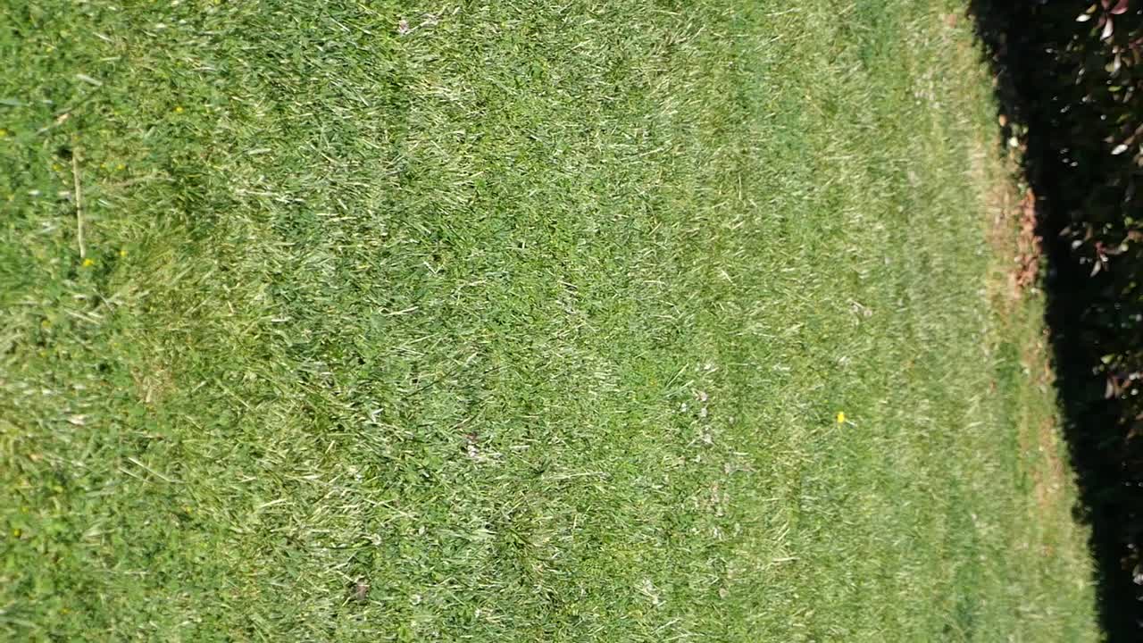 Dog on a grassy lawn