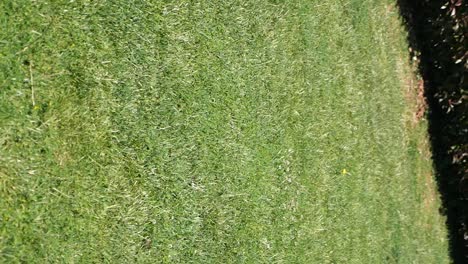 dog on a grassy lawn