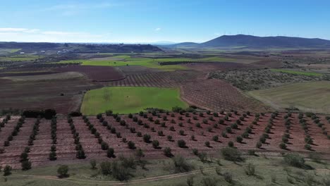 landscape of crop fields with olive trees and mountains from a drone view