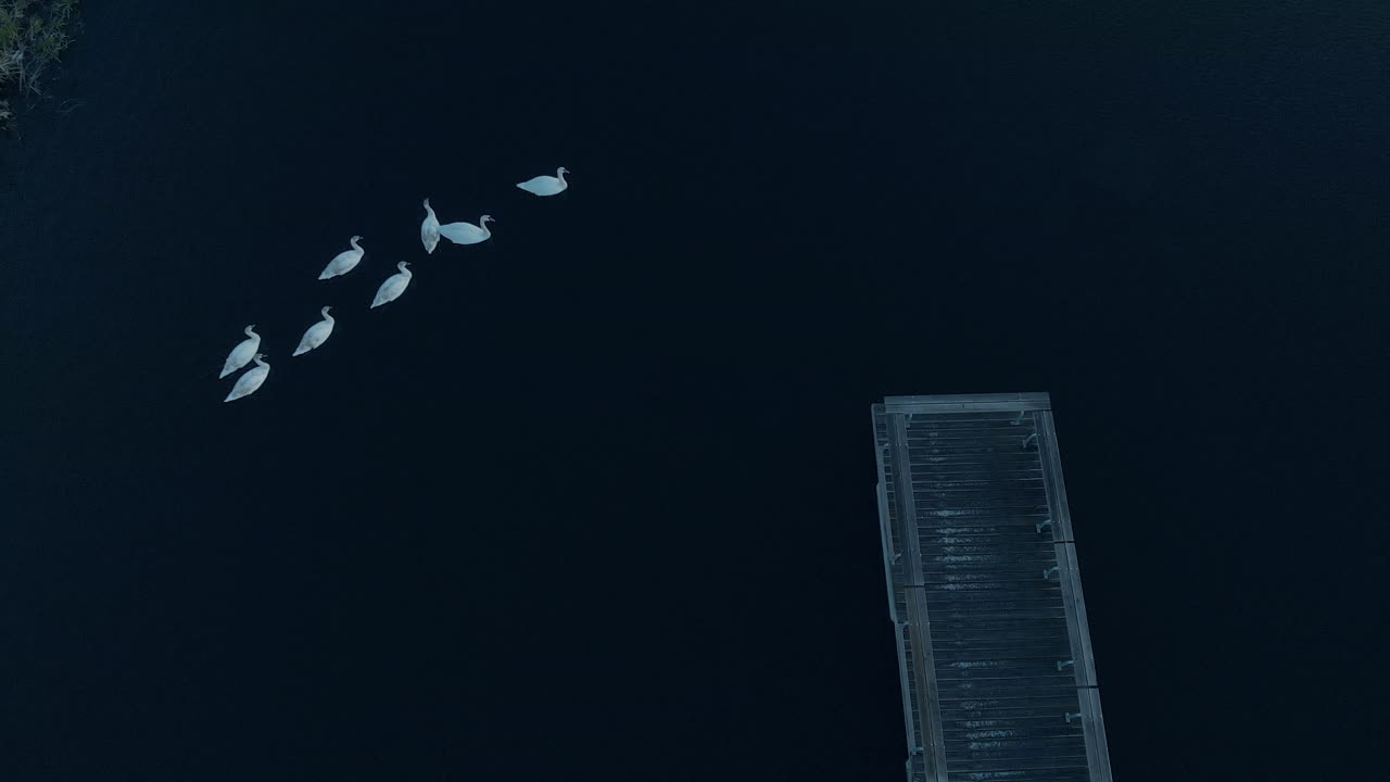 The view from above on the swans floating on the pond, dark water and a bridge