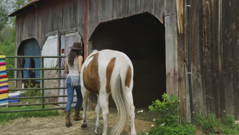 confident and stylish young rider leads her pinto horse into a horse barn, tethering the horse to the wall