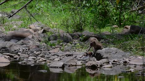 the long-tailed macaques are the easiest monkeys to find in thailand as they are present at temple complexes, national parks, and even villages and cities