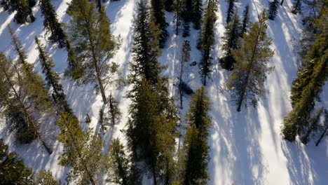 Tracking-snowmobile-speeding-through-Norbottoen-alpine-forest-in-arctic-circle-aerial-view-Birdseye