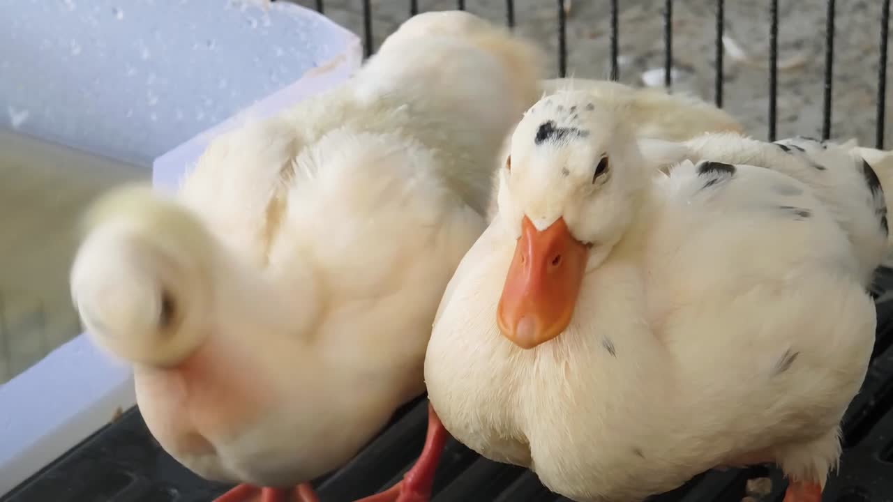 케이지 에 있는 세 마리 의 새끼 오리