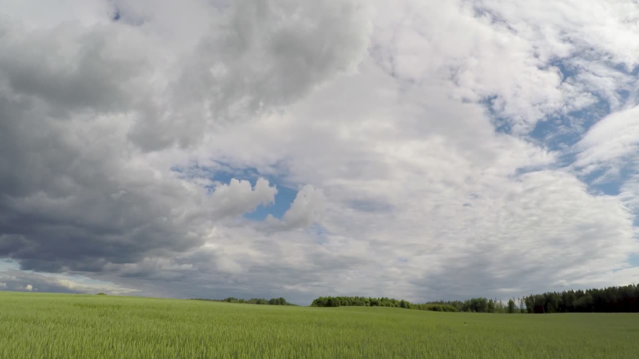 Summer wheat field timelapse with clouds