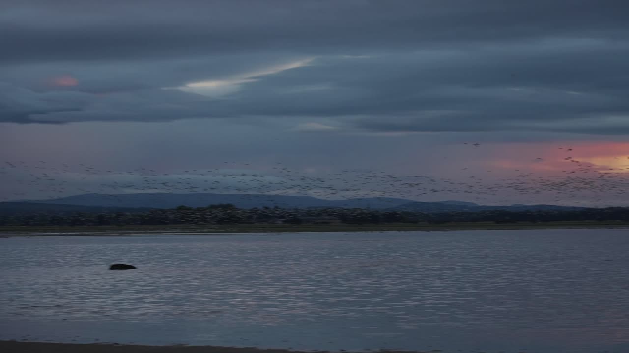 흐린 일몰 동안 호수 위로 철새