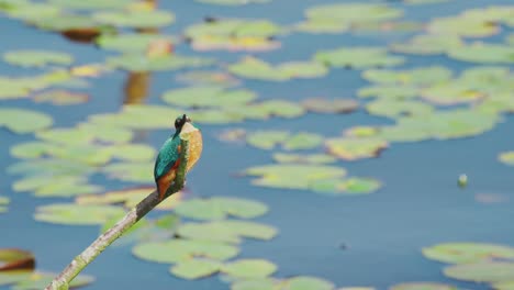 slow motion view of kingfisher in friesland netherlands perched over pond with lily pads in background, looking forward and up showcasing orange chest and tan neck