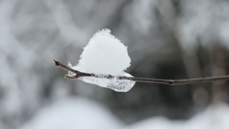 close up of snow and icicles on a leafless tree branch in a winter forest, blurred background