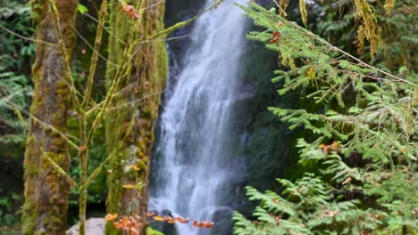 a powerful waterfall cascades through mossy trees in the lush rainforest of the pacific northwest