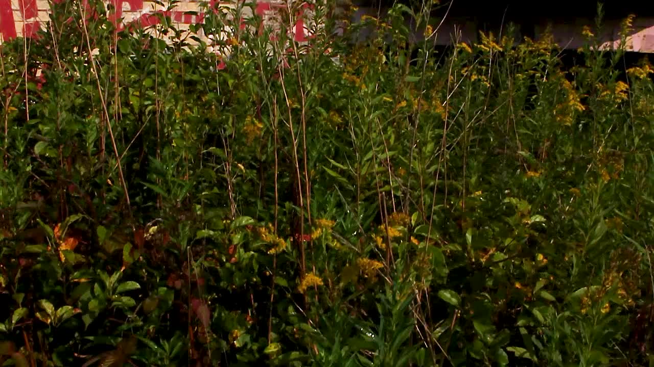 Exploring the Abandoned Bunker: Overgrown Ruins and Hidden Secrets