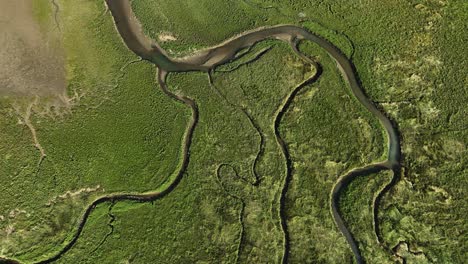 aerial top down shot of dunes and reed lands with flowing river at sunny day in netherlands