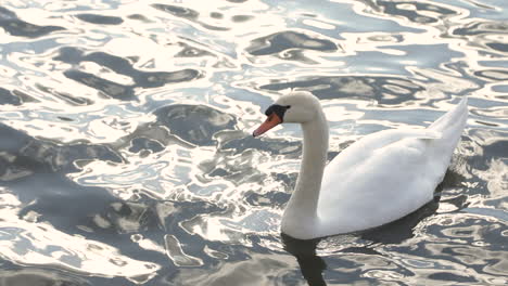 Eleganter-Weißer-Schwan,-Der-Auf-Lebhaftem-Wasser-Schwimmt,-Das-Sonnenlicht-Reflektiert