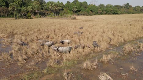 Die-Luftaufnahme-Dreht-Sich-über-Heimische-Wasserbüffel,-Die-Im-Goldenen-Grasland-Grasen