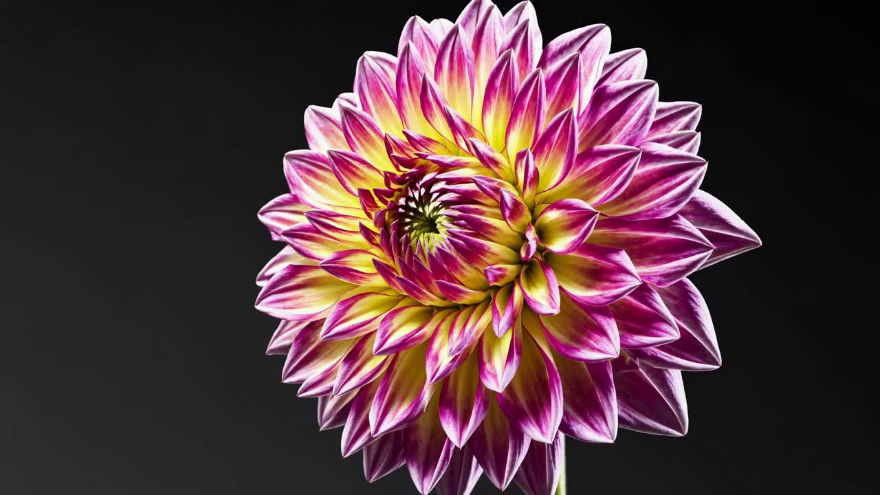 Close-up video of a vibrant dahlia flower with pink and yellow petals against a dark background