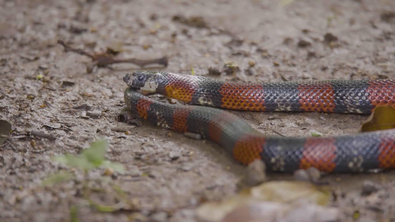 una colorida serpiente se desliza por el suelo del bosque, sus vibrantes escamas teje un cuento hipnotizante