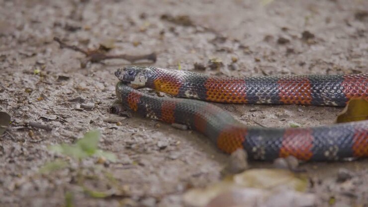 colorful snake glides across the forest floor, its vibrant scales weaving a mesmerizing tale