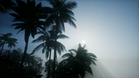 Sunset-Beams-through-Palm-Trees