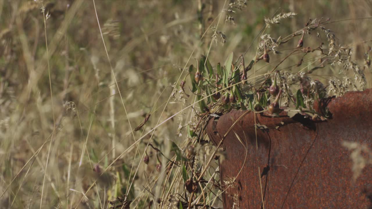 Rusted metal barrel in desert grassland with dry brush overtaking it