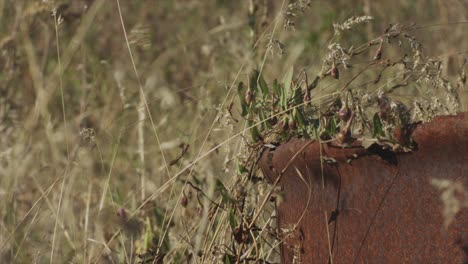 rusted metal barrel in desert grassland with dry brush overtaking it