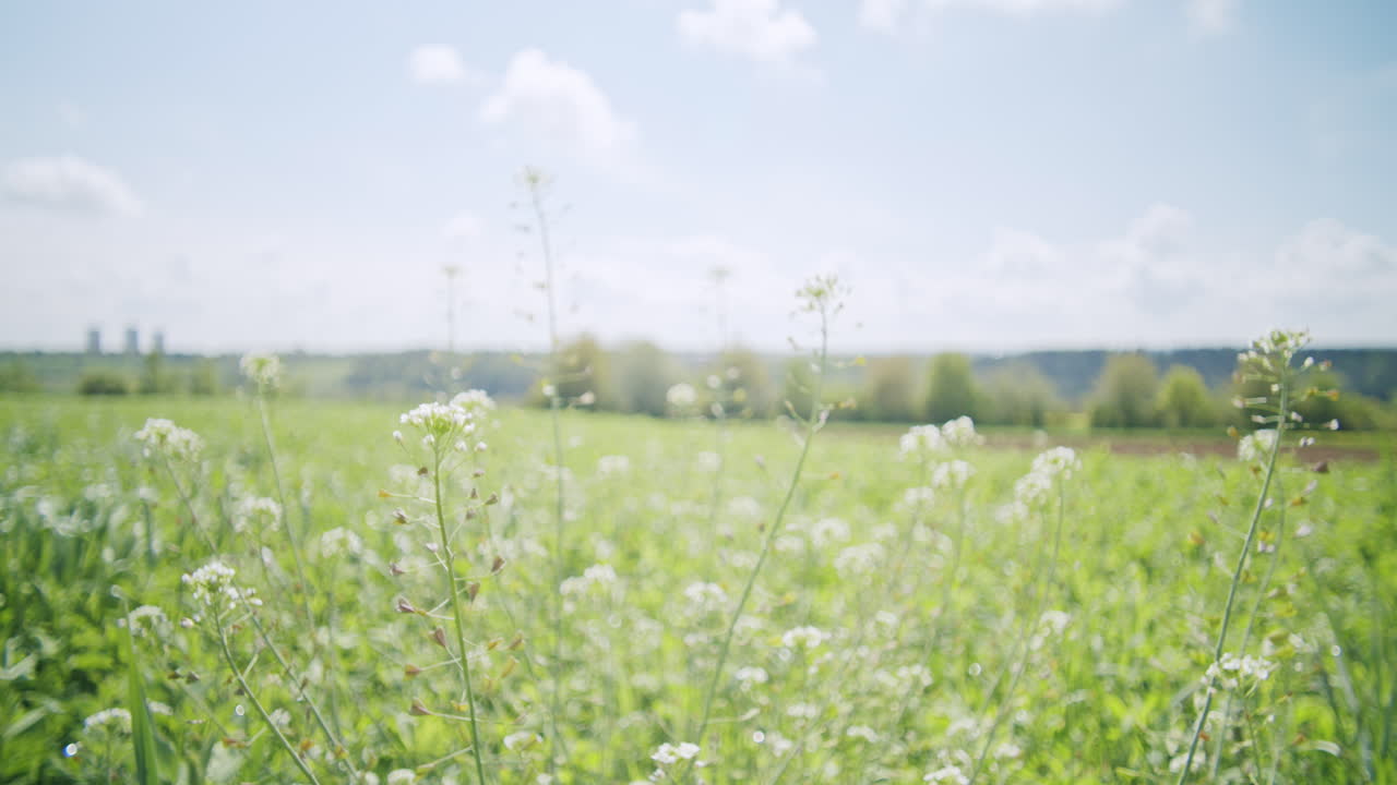 바람에 움직이는 전형적인 필드 허브의 클로즈업 샷