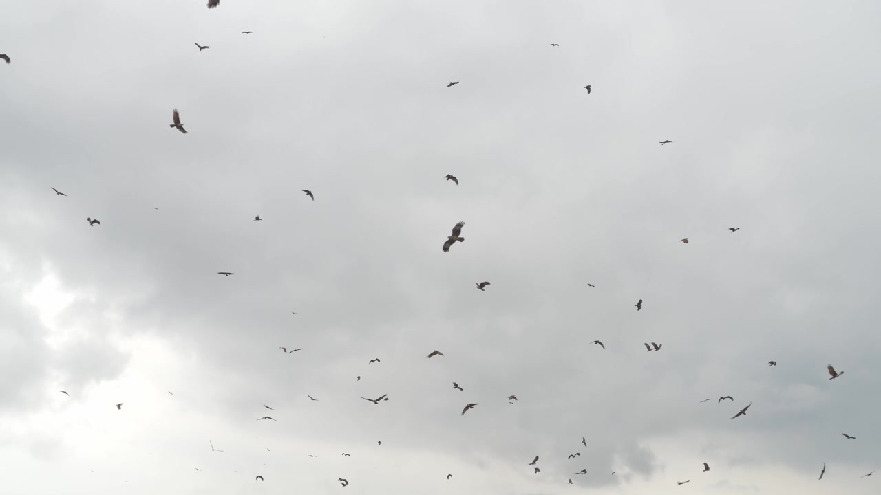 Large Flock Of Brahminy Kites Soaring Beneath Dark Overcast Clouds Above The Chanthaburi River In Chanthaburi, Thailand